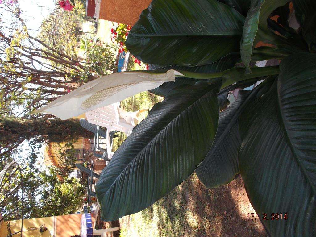 Charlys-Bungalows Margaritas Room photo